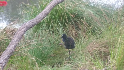 Heynes Reserve - Thumbnail