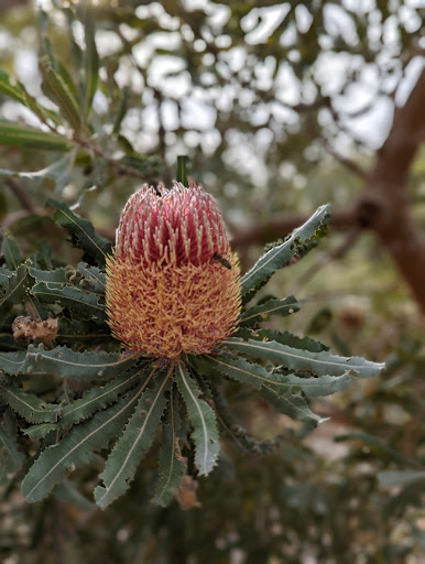 Gabbiljee Reserve - Thumbnail