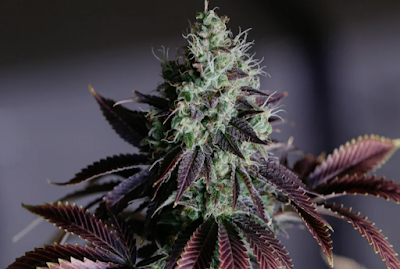 Photo of High Train Dispensary pickup & delivery