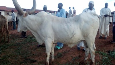 Photos of Beef Market