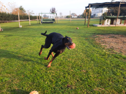 Eden dog's - di Clemente Monia educazione cinofila - Thumbnail