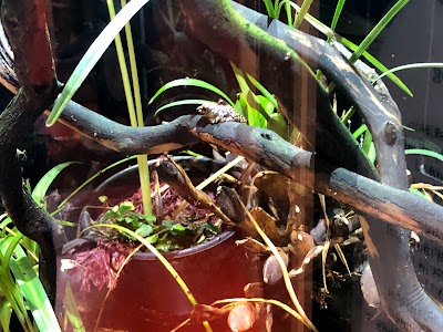 Osher Rainforest at the California Academy of Sciences