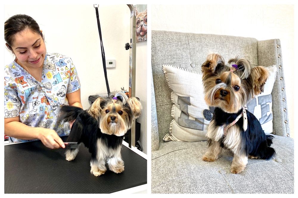 Rachel's Dog Grooming