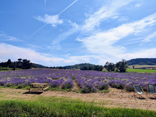 Champs de lavande