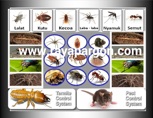 Argon Pest Control, Author: Argon Pest Control