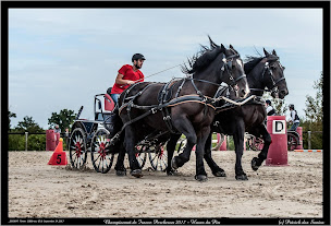 Photo n°5 de TO BIGUINE à Belforêt-en-Perche (Éleveur)