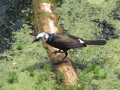 Murfree Spring Wetlands