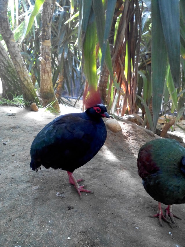 Le Jardin aux Oiseaux