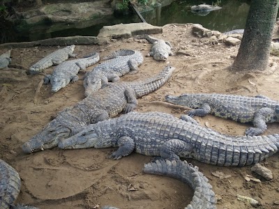 Photos of Mamba Village