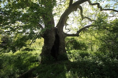 Photos of Albero del Piccioni