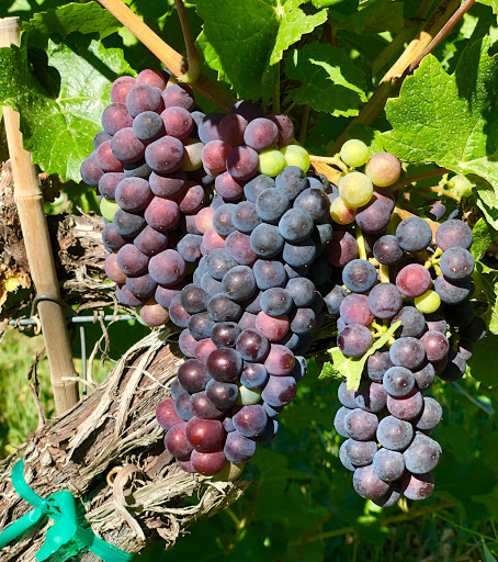 Qutori Winery Gallery - United States