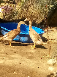 Photo n°19 de Ferme de Sevy à Saint-Pargoire (Ferme d'élevage)