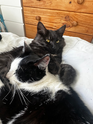 Merivale-Papanui Veterinary Clinic