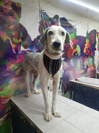Vet & Pets care