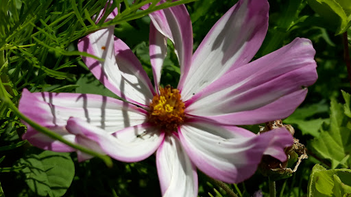 Burggarten Cadolzburg - Thumbnail