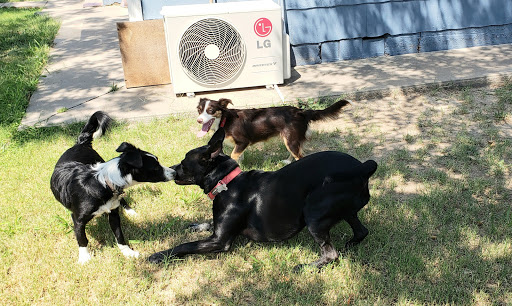 Alamogordo Animal Control