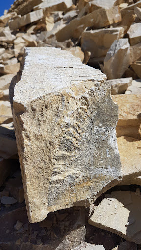 Fossiliensteinbruch Schamhaupten - Thumbnail
