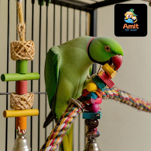 Is your parrot getting restless or noisy at home? At Amit Pet Shop & fish aquarium & pet grooming…