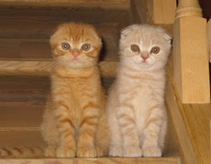 Photo n°17 de CHATTERIE DE VALFLEURY à Valfleury (Éleveur)