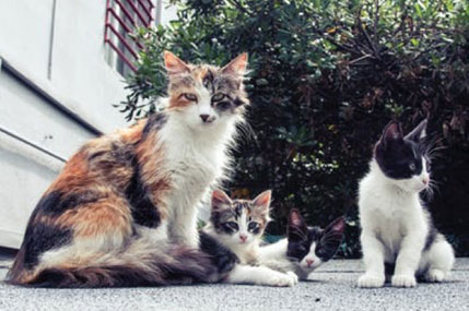 Naturally Cats - Thumbnail
