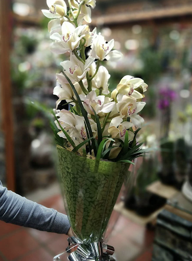 Forest Flowers - Visual