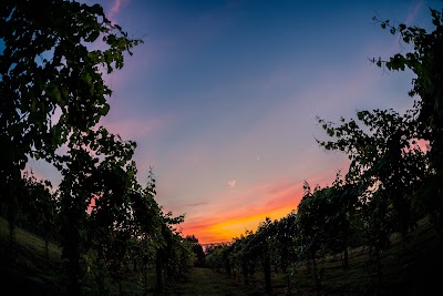 Montifalco Vineyard