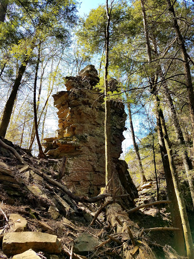 Grundy Forest State Natural Area at South Cumberland State Park - Thumbnail
