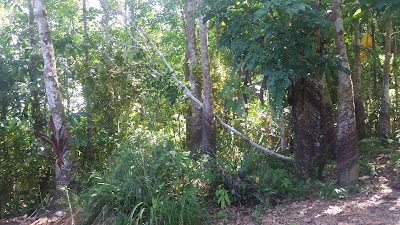 Photos of Perkebunan Karet A.Periaman Gea