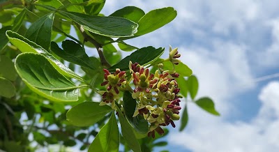 Photos of Rooftop garden