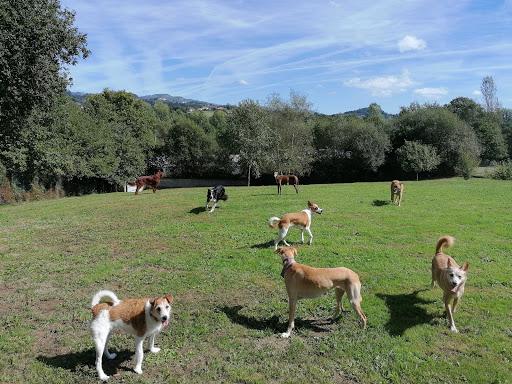 Hotel para perros Amican Asturias Escuela y Hotel Canino