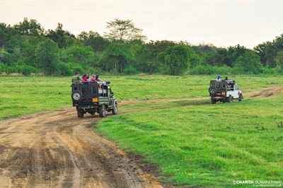 Photos of Minneriya National Park SAFARI