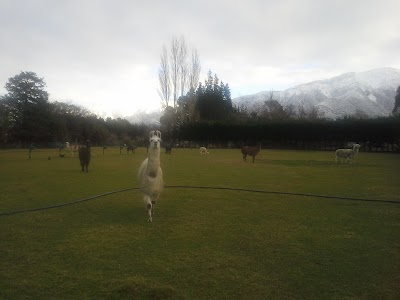 Photos of Kaikoura Llama Trekking