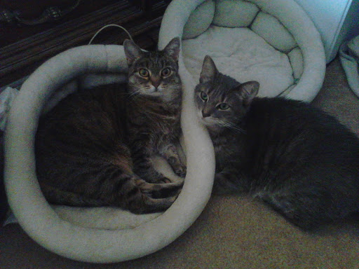 Petlovers Animal Hospital - Thumbnail