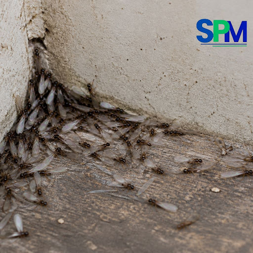 Noticed flying ants or tiny winged insects around lights or windows? They might be termite swarme… post image