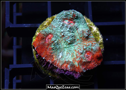 MasQueZoas - Thumbnail