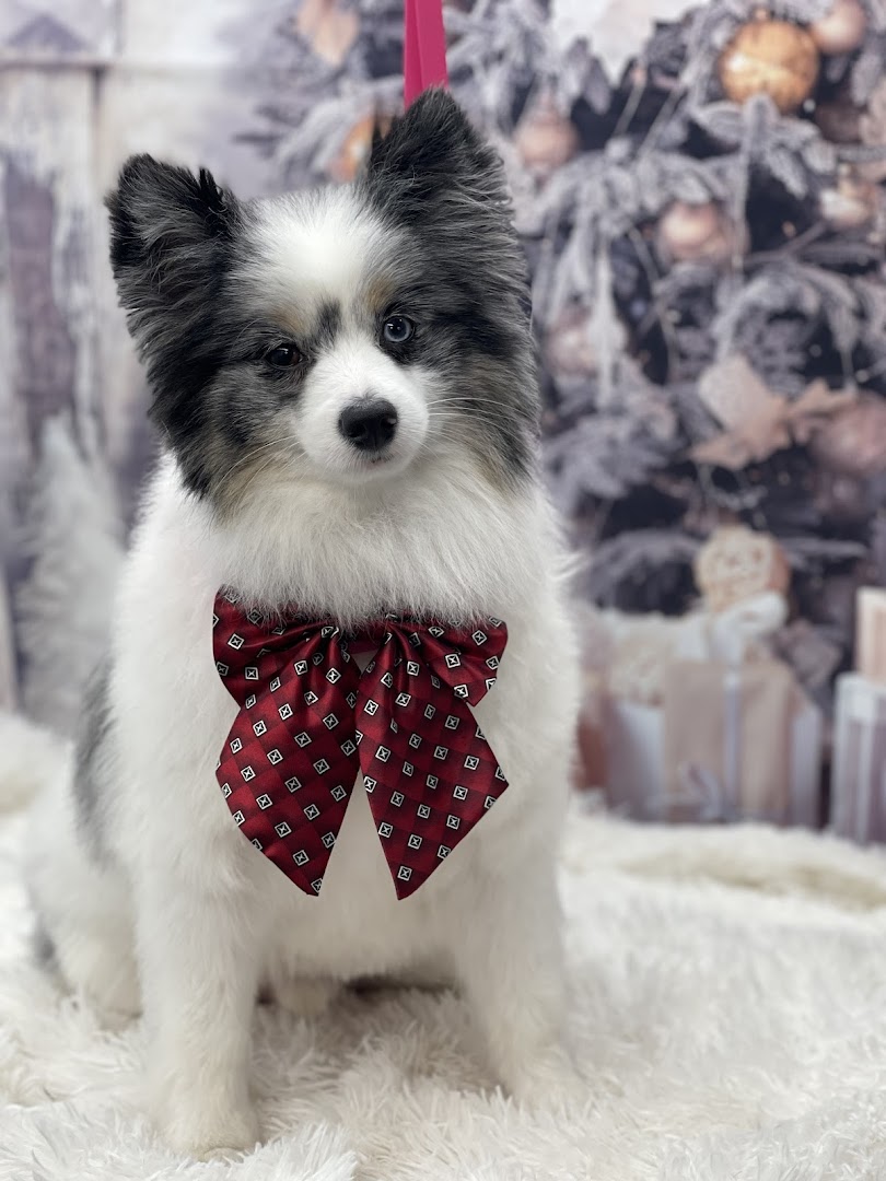 Puptown Mobile Grooming photo 14