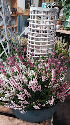 Photo n°19 de La Fleur Des Champs à Fécamp (Fleuriste)