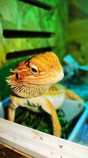 Reptile Petshop By Raptor Riot