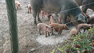 Photo n°3 de La ferme en Bresse à Romenay (Ferme d'élevage)
