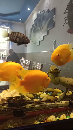 Opinii despre Restaurace Sea of Blue în Děčín - Restaurace