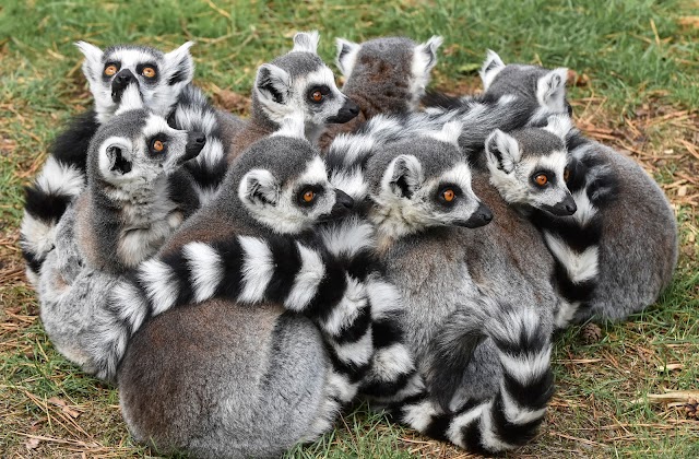 Yorkshire Wildlife Park