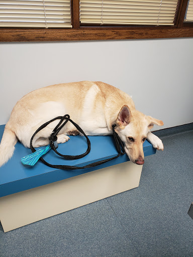 Bellevue Animal Hospital PC - Thumbnail