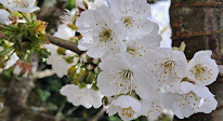 Delphine Vaurin Shiatsu à Saint-Martin-Lacaussade