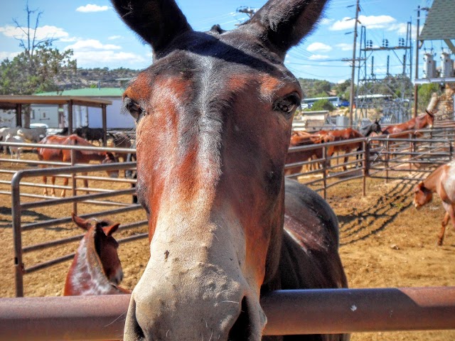 Mule Barn
