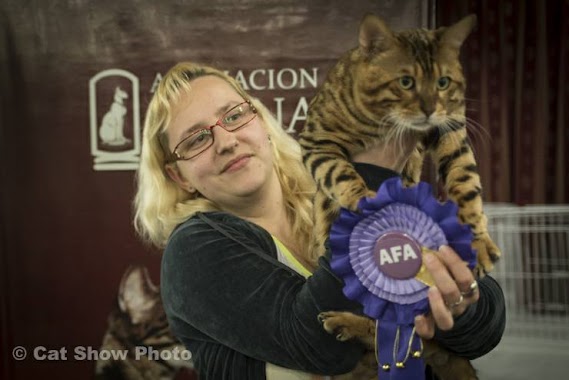 criadero gatos bengal y perros pomerania, Author: criadero gatos bengal y perros pomerania