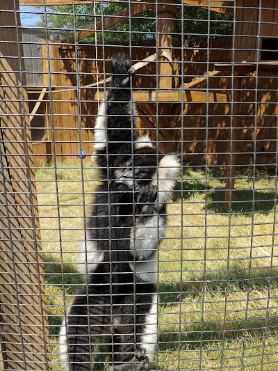 Tiger Safari Zoo