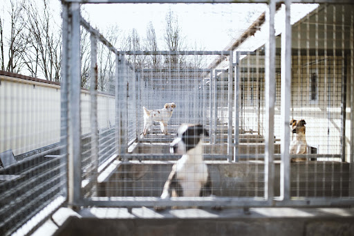 Société Protectrice des Animaux S.P.A Gallery - France