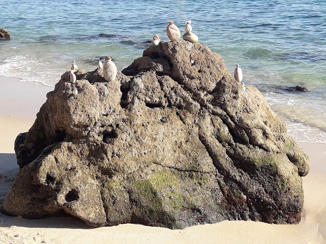 Praia dos Galapos