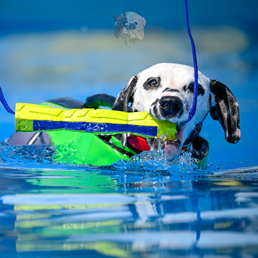 K9 Splash Zone - Visual