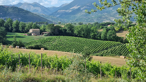 Cominium (vineyard) - Visual